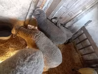 母羊, Sheep — 照片 2