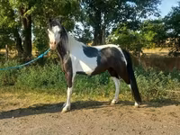Mare, Horses — photo 1