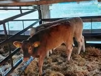 Bovinos (lote, sexo não especificado), Vaca Limousine — foto 2