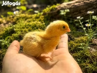 ياباني — الصورة 5