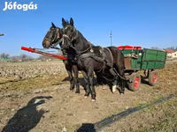 घोड़ी, Nonius horse — फ़ोटो 2