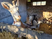 公山羊, Goats — 照片 6