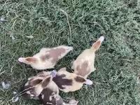 Ducks — foto 2
