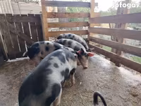 母猪, Pigs — 照片 2