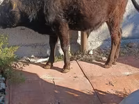 Býk, Simmental cattle — foto 3
