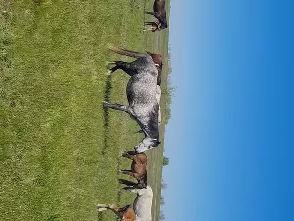 فرس, Kazakh horse