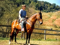 Hing, Tennessee Walking Horse — 2. fotó