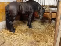 Hing, Friesian — 4. fotó