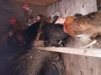 Chickens — photo 1