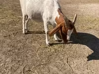 Goat, Boer goat — photo 5