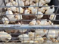 Turkeys — 2. fotó