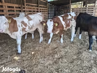 Bika, Simmental cattle — 4. fotó