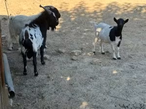 Goat, Dutch Landrace goats