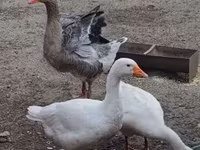 Graue und graugescheckte dänische Gans — Foto 4