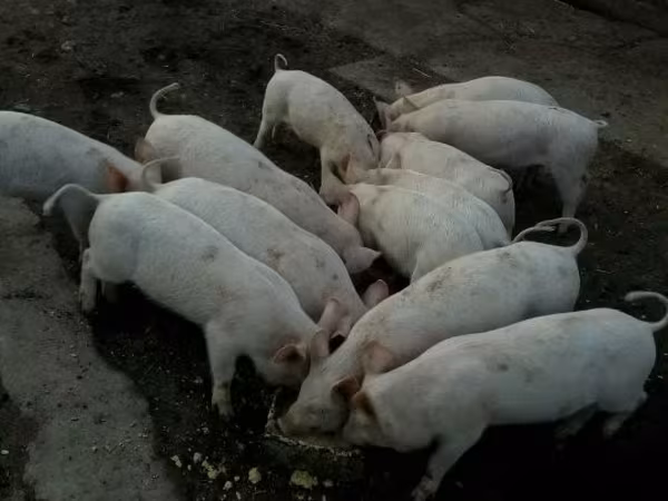 Verrat, Porcs — Hongrie