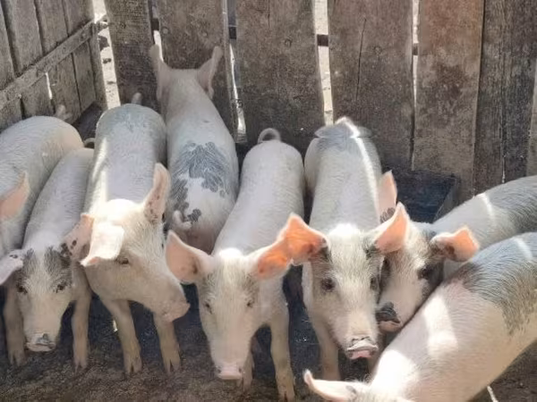 Pigs (batch, sex not specified),  — Hungary