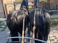 فرس, Friesian — الصورة 1