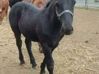 公马, Hungarian horse breed — 照片 1