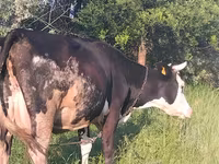 Tehén, Holstein fajta — 4. fotó
