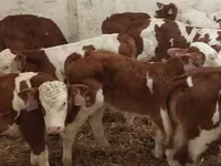 Bika, Simmental cattle — 2. fotó