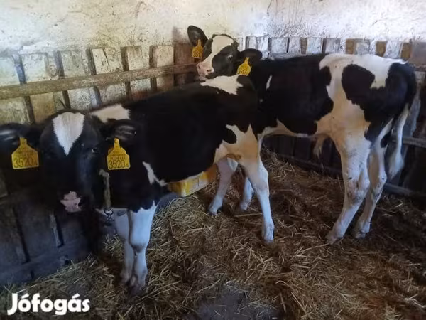 Bika, Russian Black pied cattle — Magyarország