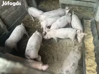 Pigs (batch, sex not specified), Pigs — photo 2