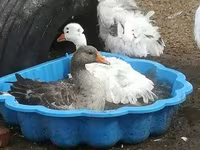 Geese — foto 5