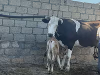 Tehén, Simmental cattle — 3. fotó