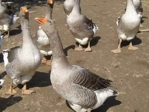 Geese — Hungría