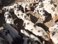 公猪, Pigs — 照片 3