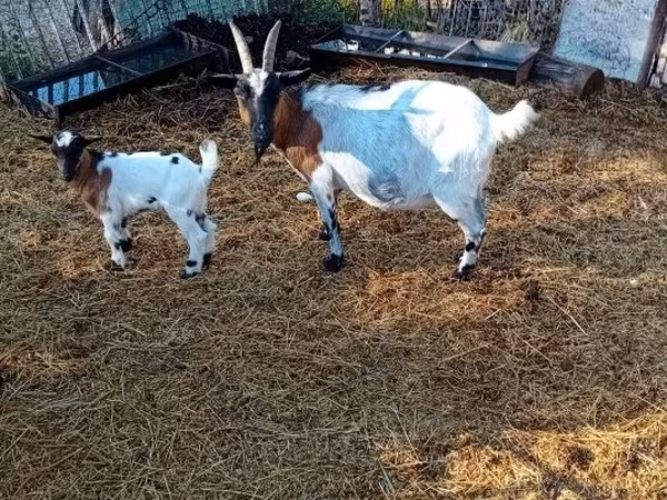 Kozel, Nubian Goat — Maďarsko