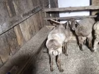 Ram, Arashan sheep — photo 2
