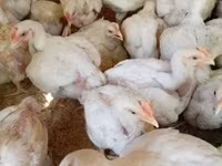 Chickens — photo 2