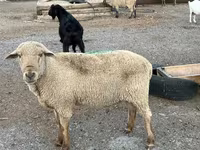 Beran, Hampshire sheep — foto 7