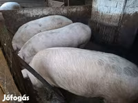 Disznók (tétel, nem megadva), Sertések — 4. fotó
