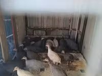 Guinea fowl — photo 1