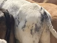 Bull, Belgian Blue — photo 4