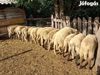 Ovejas (lote, sexo no especificado), Ovejas — foto 3