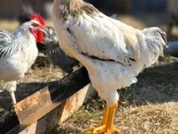 Chickens — 1-сурет
