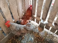 Chickens — photo 5