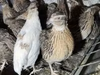 Quails — الصورة 1