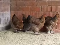 Brahma — Foto 5