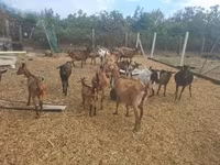 公山羊, Nubian Goat — 照片 5