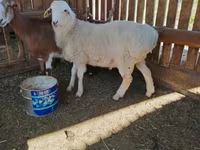 Ram, Kazakh fat-tailed coarsewool sheep — photo 1