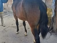 Kanca, Lovak — 4. fotó