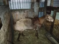 Қошқар, Hissar sheep — 2-сурет