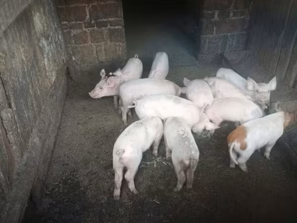 Süldőanya, Sertések — Magyarország