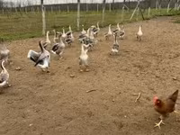 Geese — 2. fotó