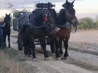母马, Hungarian horse breed — 照片 6