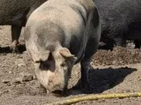 母猪, Pigs — 照片 6